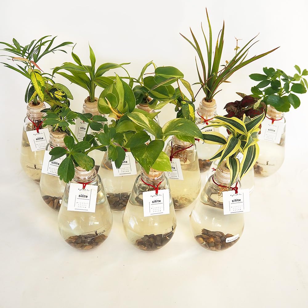 ＩＴＡＮＳＥ 水耕栽培 観葉植物 品種おまかせ ドロップ瓶 4個セット 害虫 土を使わずに植物を育てる 水耕栽培で育てられた観葉植物を植栽 どういった植物が植えられているかは お客様のもとに届くまでわ