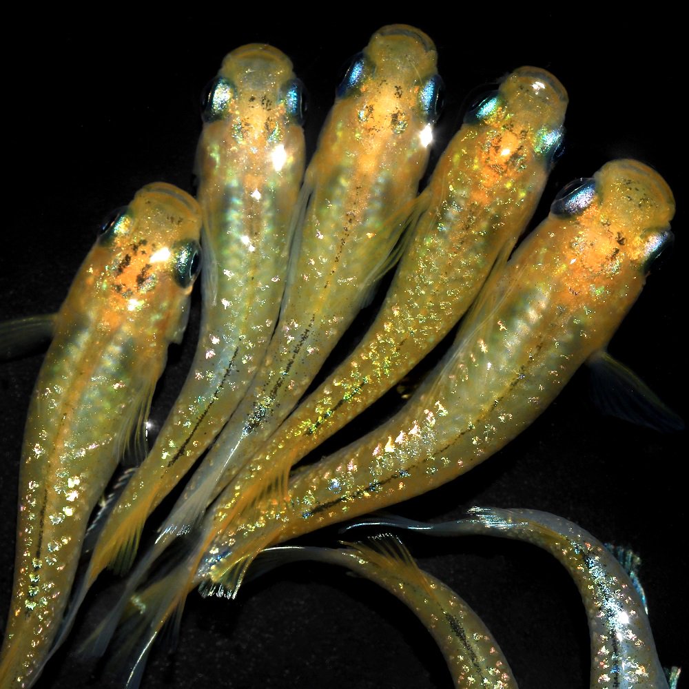 （めだか）夜桜ゴールドキッシングワイドフィンメダカ　桃ちゃんメダカブリード（１０匹）　ＣＲＣ60―20―22―70―40