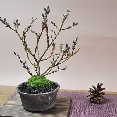 四万十猫柳（ネコヤナギ）送料無料！ 小品盆栽 雑木盆栽 園芸ネット