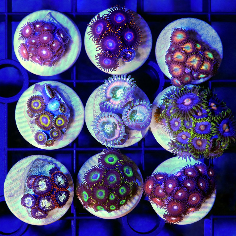 （サンゴ）台湾産　マメスナギンチャク　Ｓサイズ　おまかせカラー　プラグ付き（３個）　北海道・九州航空便要保温　ＣＲＣ26―50―50―70―00