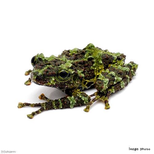 （両生類）コガタコケガエル　ＣＢ個体（１匹）　北海道・九州航空便要保温　ＣＲＣ17―05―35―10―00 9,461円