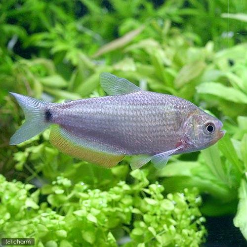 （熱帯魚）マルキアナ・ニグリピニス（１匹）　北海道航空便要保温　ＣＲＣ13―20―12―00―00