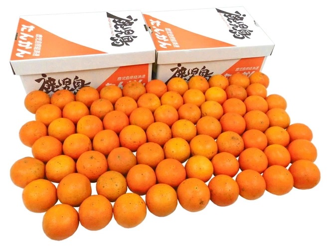 鹿児島産 =たんかん= 訳あり 約10kg 大きさおまかせ 予約 2月下旬以降