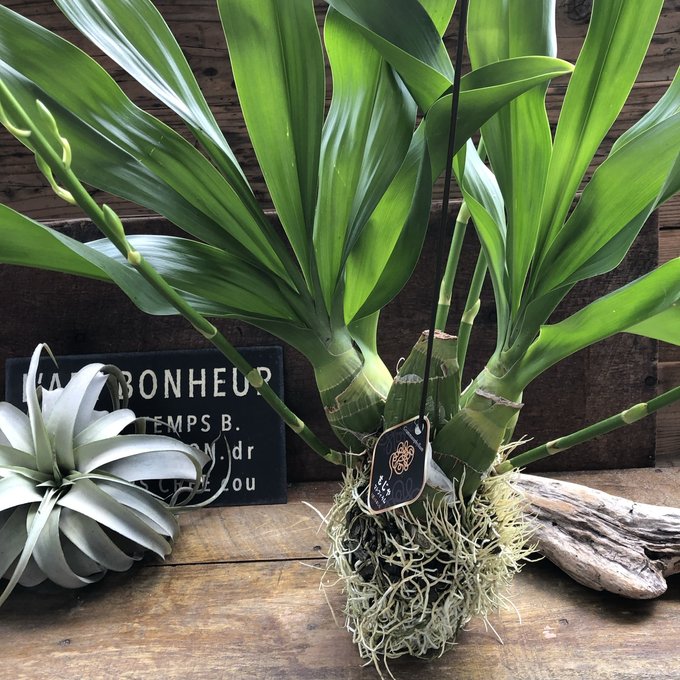 特大サイズ もじゃマトフィラム 根っこを楽しむ 蕾付き グラマトフィラム・スクリプタム ヒヒマヌ