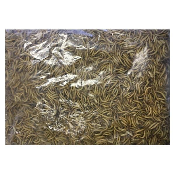 【ゴーゴーセール】冷凍ミルワーム(業務用）1kg ×6個セット【クール便発送】ハムスター 小動物 爬虫類 熱帯魚 小鳥 エサ 餌 フード