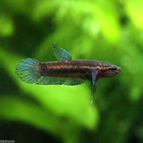 （熱帯魚）ベタ・ペルセフォン（ワイルド）（１ペア）　北海道・九州航空便要保温　ＣＲＣ13―32―08―00―00