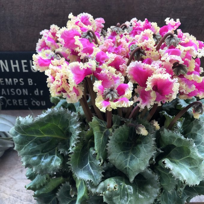 プリマドンナゴールド ぶりっ子シクラメン 大苗 ガーデニング