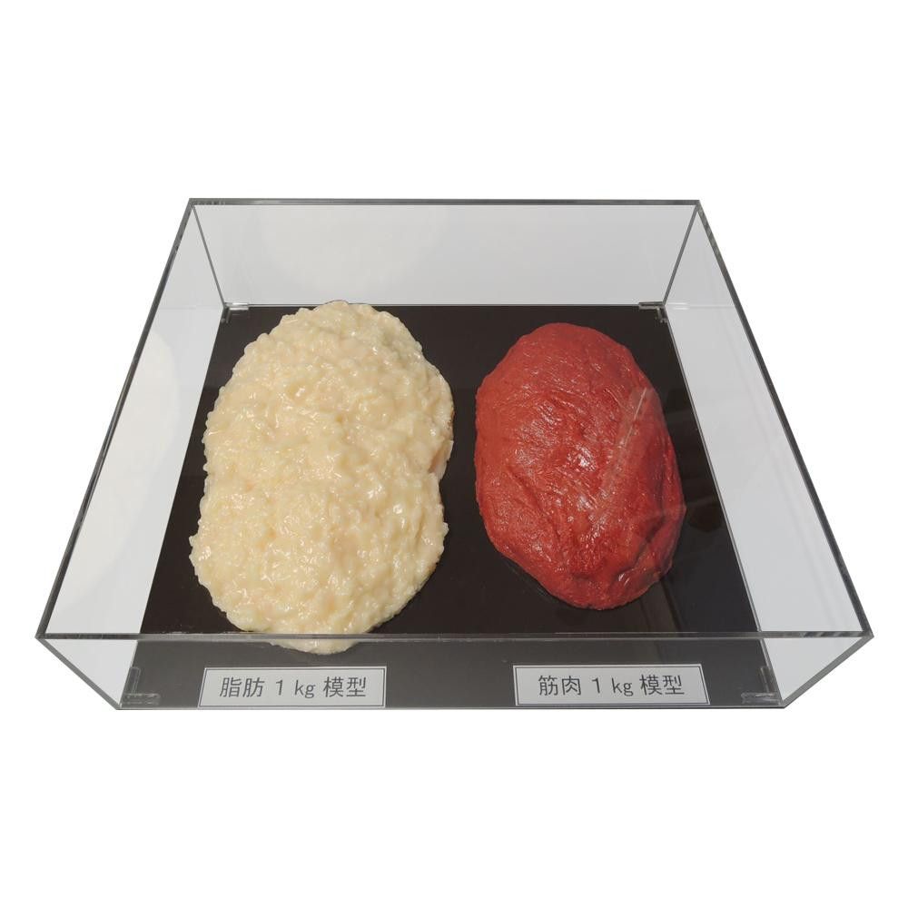 脂肪/筋肉対比セット（アクリルケース入）1kg IP-982 43,148円