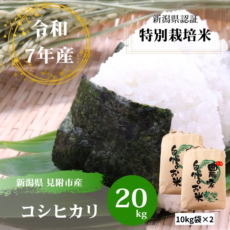 【数量限定】令和7年産 新潟県産 コシヒカリ 20kg（10kg×2） 単一原料米 100％ 白米 精米 見附市 産地直送