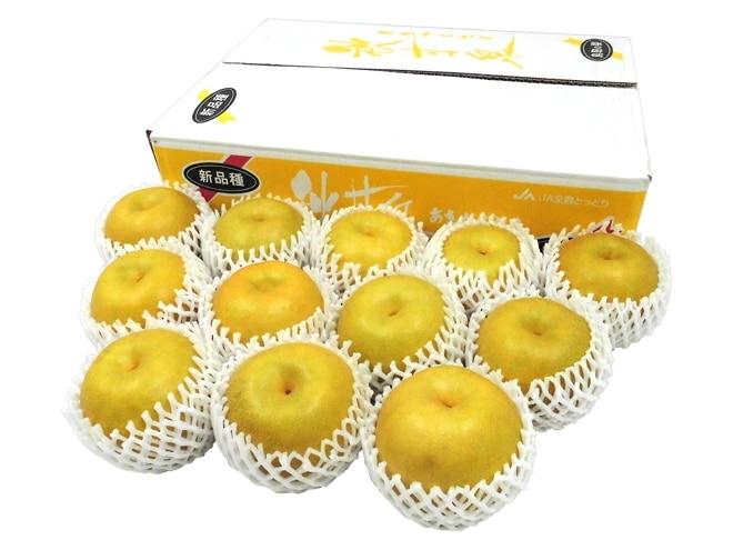 鳥取県 =秋甘泉梨= 秀品 10-16玉前後 約5kg 予約 9月以降