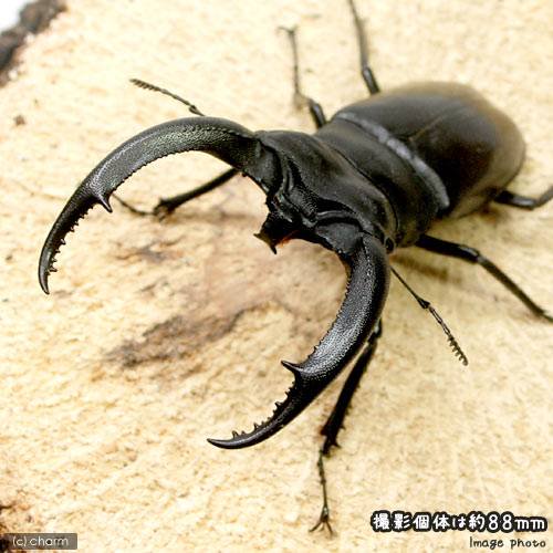 （昆虫）リノケロスフタマタクワガタ　スマトラ　ジャンビ産　成虫　ＷＤ　６０ー６４ｍｍ（１ペア）　ＣＲＣ18―25―20―30―10