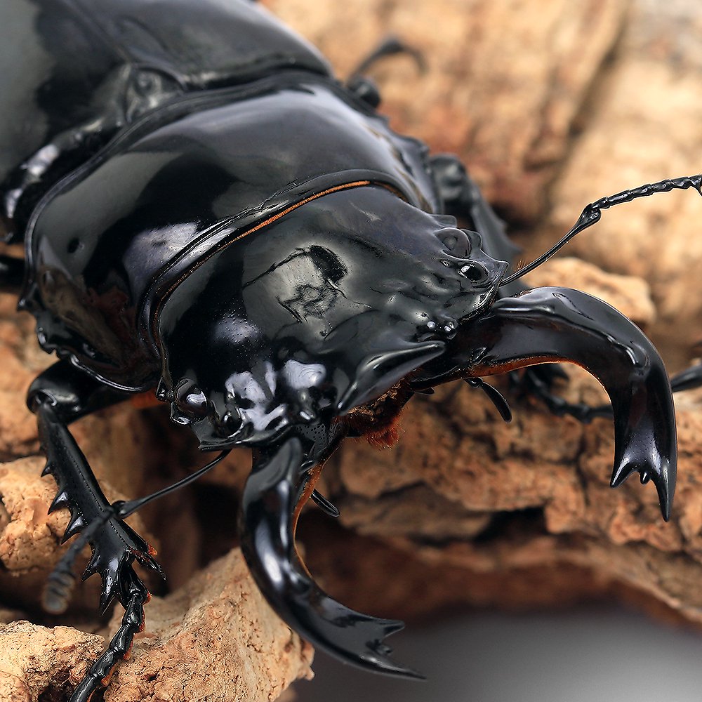 （昆虫）タランドゥスオオツヤクワガタ　コンゴ産　成虫　６５ー６９ｍｍ（１ペア）　北海道・九州航空便要保温　ＣＲＣ18―25―20―30―10