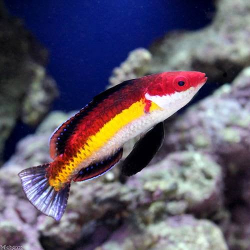 （海水魚）ナオコズフェアリーラス　オス（１匹）　ＣＲＣ26―30―26―10―00