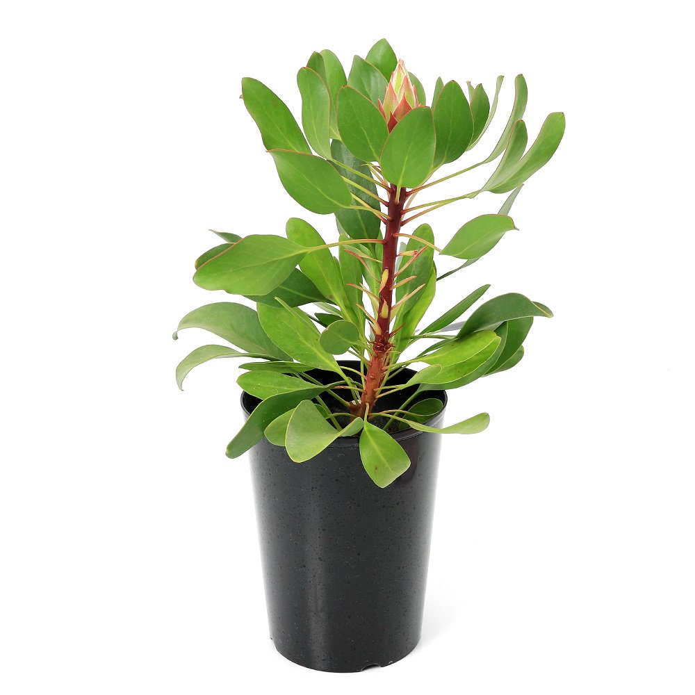 （観葉植物）プロテア　リトルプリンス　５号（１鉢）花芽無し株　オージープランツ　ＣＲＣ15―55―50―00―00