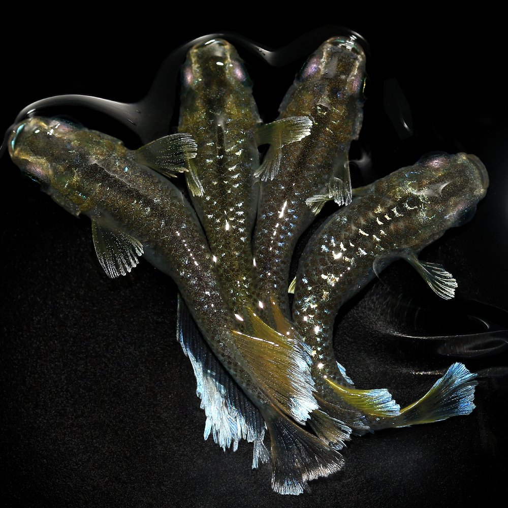 （めだか）フロマージュキッシングワイドフィンメダカ　桃ちゃんメダカブリード（５匹）　北海道・九州航空便要保温　ＣＲＣ60―20―22―60―00