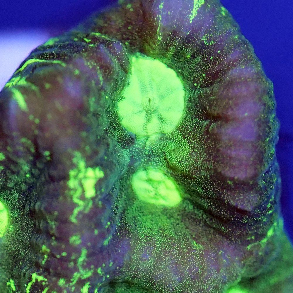 （サンゴ）フラグサンゴ　オーストラリア産　キクメイシｓｐ．　マーブルグリーン　ポリカプラグ付き（１個）ｙｌ‐３３　ＣＲＣ26―50―80―00―00