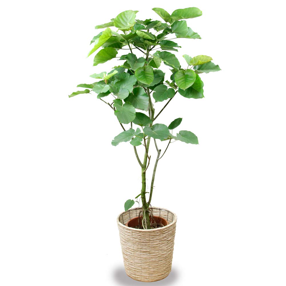 観葉植物 ウンベラータ 10号 【鉢カバー付】