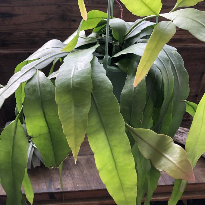 姫月下美人 吊り下げ 立派 5号 観葉植物 エピフィルム・アングリゲル