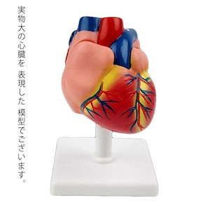 心臓 バイパス付 実物大 心臓模型 人体模型 心臓モデル 弁 右心房 左心房 右心室 左心室 研究 目 心臓 模型 解剖 模型 診察 実習生 看護 教材 心臓 モデル