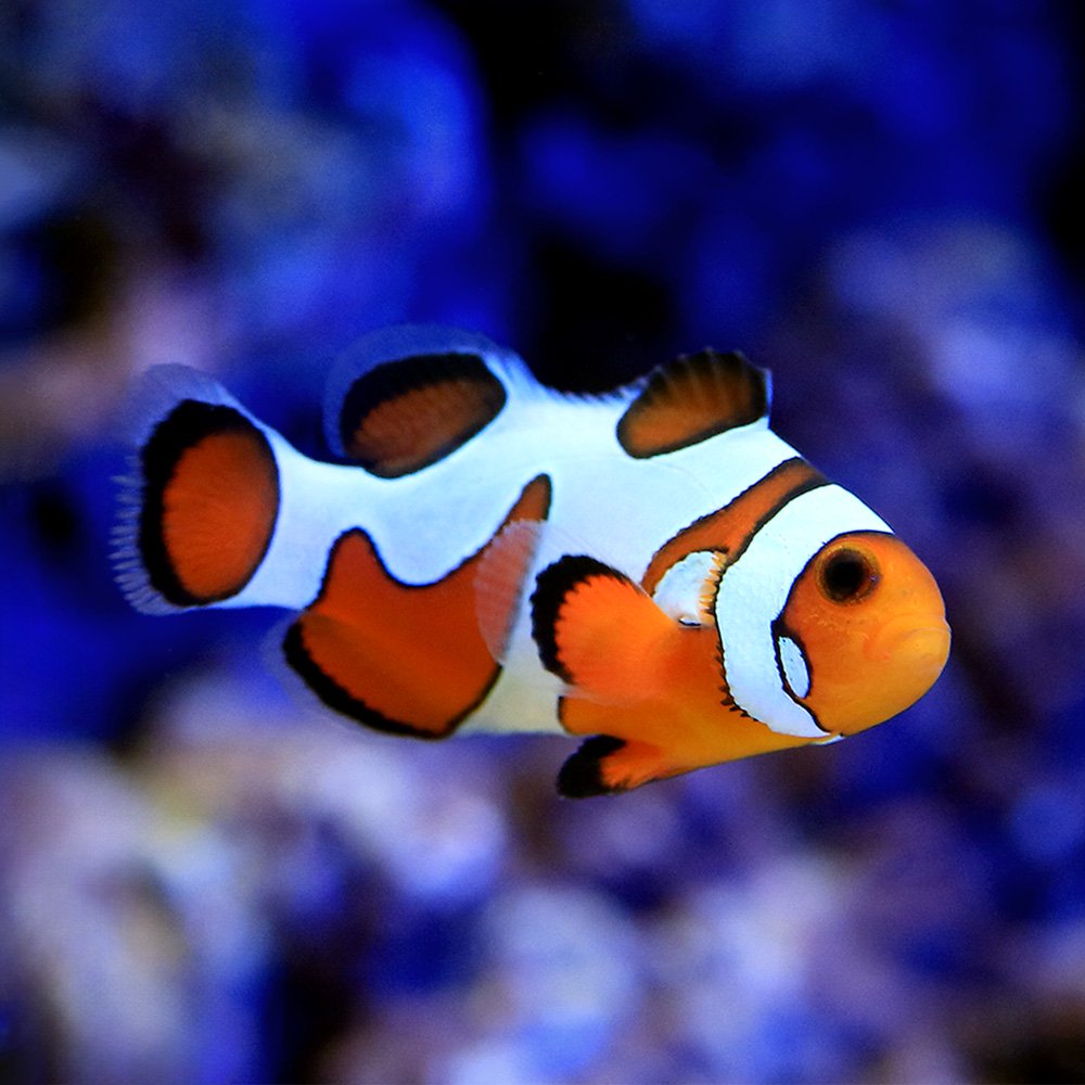 （海水魚）ダヴィンチオセラリス（ブリード）（１匹）　ＣＲＣ26―30―16―10―00