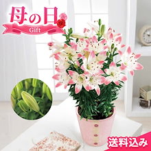 母の日2025 ギフト ユリ シュガーラブ 5.5号鉢 花束 花 鉢植え 贈り物 百合 ゆり 長持ち