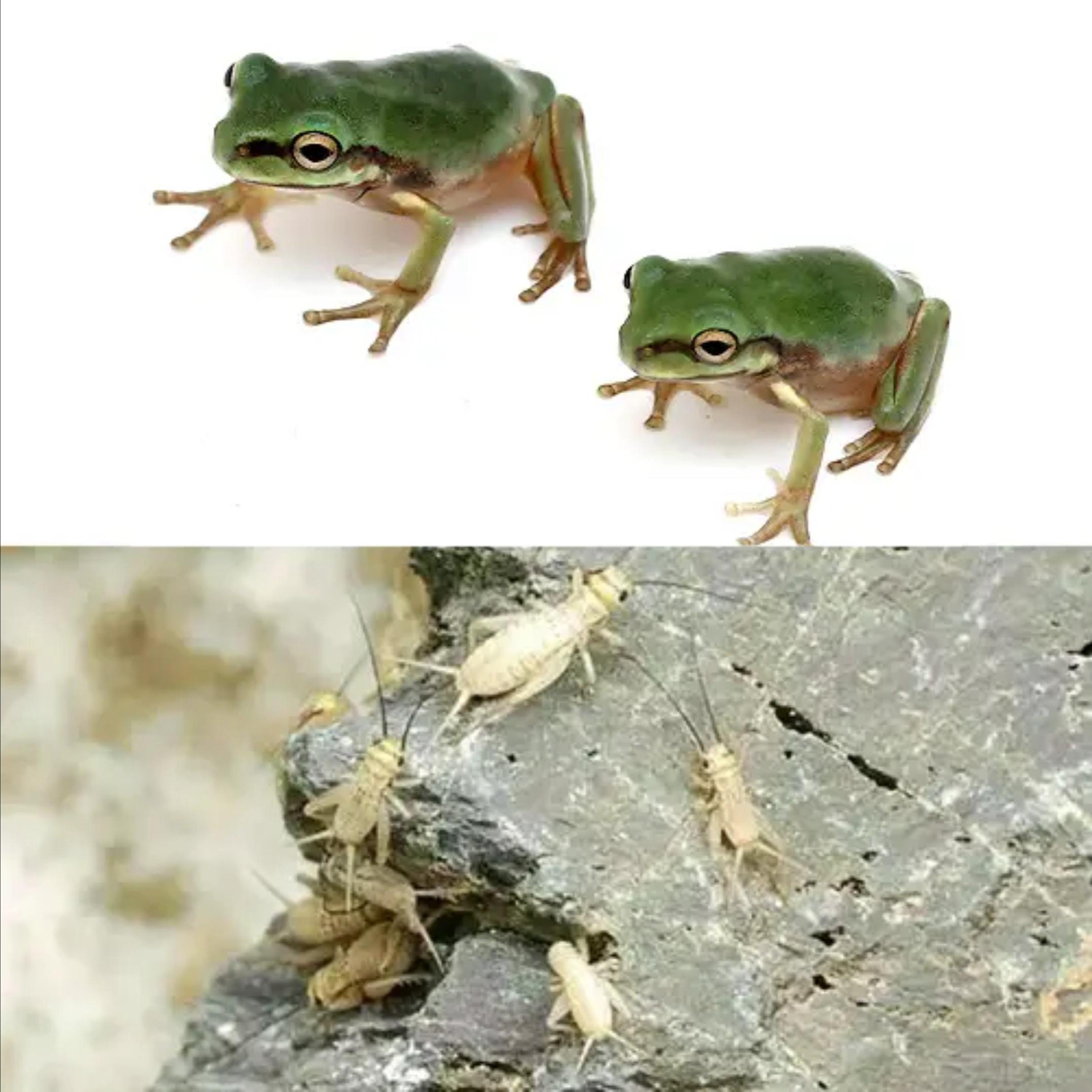 （両生類）イエアメガエル　ＣＢ個体ベビー（３匹）と主食セット　本州四国限定　ＣＲＣ17―05―35―10―00