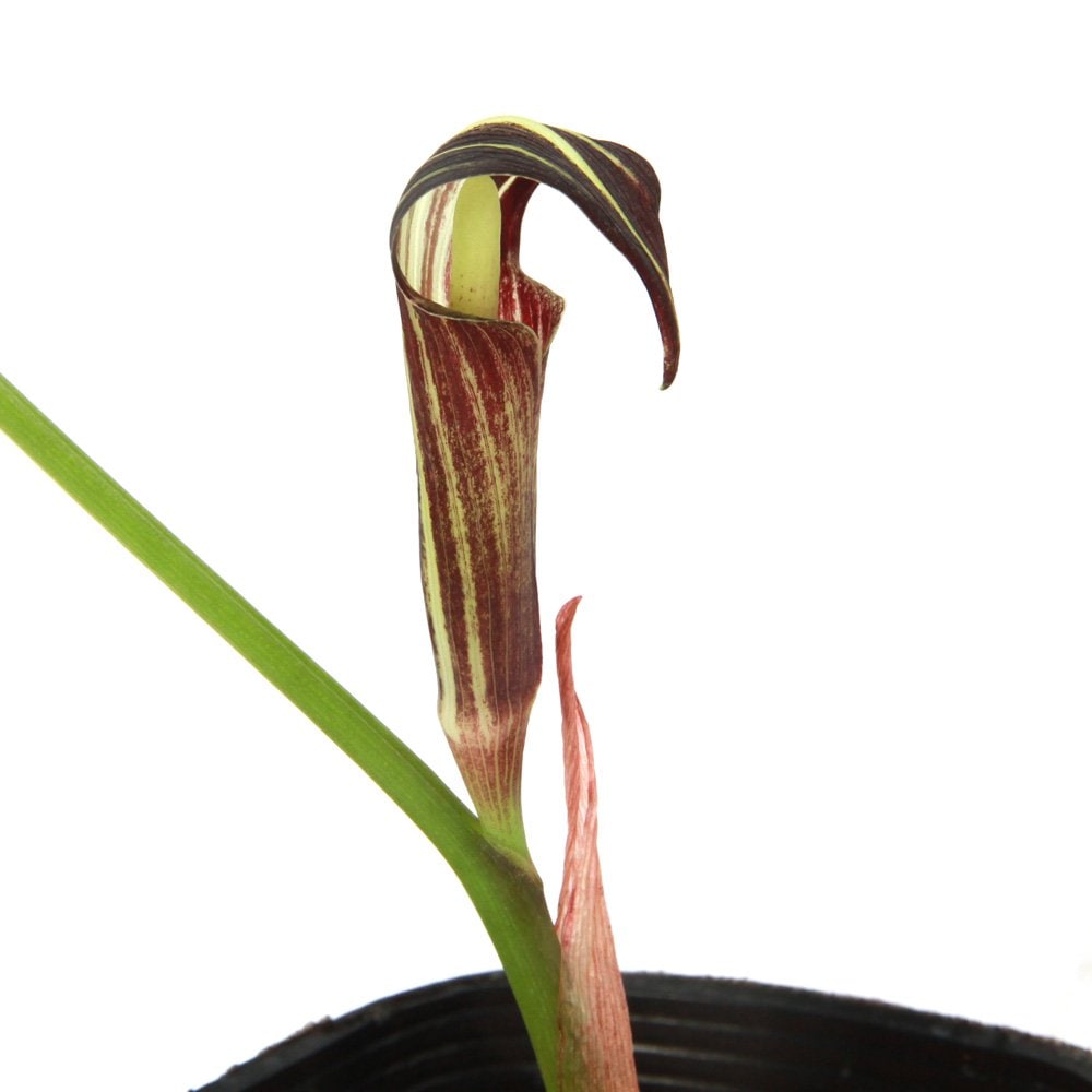 （山野草）テンナンショウ（天南星）アマギテンナンショウ（天城天南星）Ｓサイズ　１球入り　３号（１ポット）　ＣＲＣ15―35―45―00―00