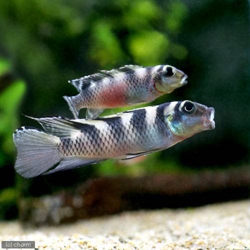 （熱帯魚）ナノクロミス・トランスベスティタス（１ペア）　北海道航空便要保温　ＣＲＣ13―28―34―00―00