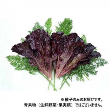 小林種苗 レタス種子 ファラオ 7229 1dl