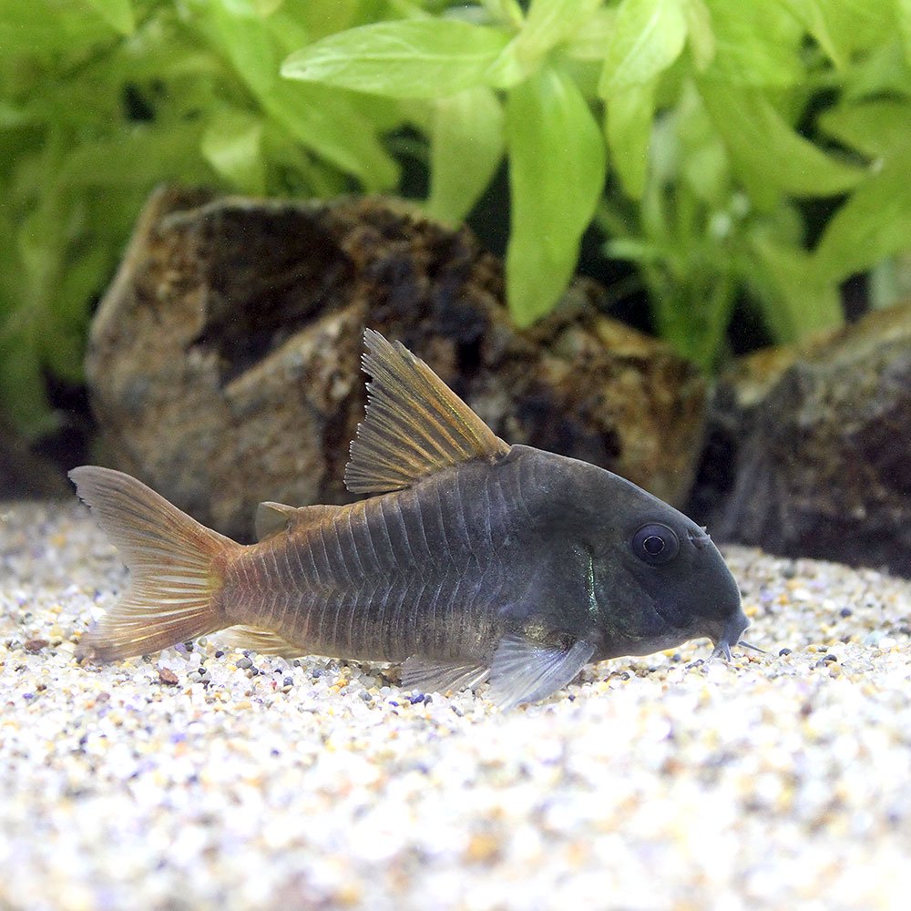 （熱帯魚）コリドラス　コンコロール　ジャンボサイズ　約７ー８ｃｍ（ブリード）（１匹）　北海道・九州航空便要保温　ＣＲＣ13―36―20―00―00