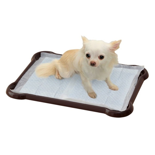 �V�[�c�҂����ƃg���[ ���M�����[ [�u���E��]