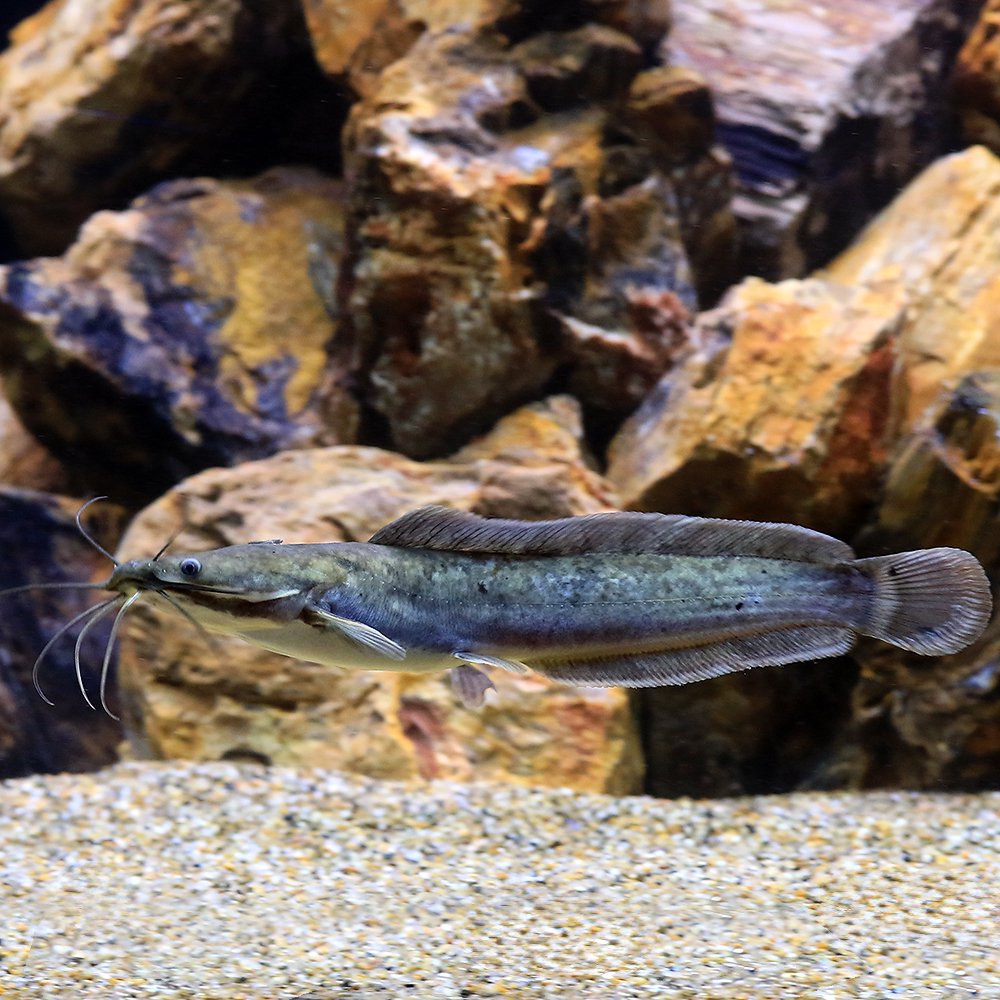 （熱帯魚）クラリアス　ガリエピヌス（１匹）　北海道・九州航空便要保温　ＣＲＣ13―46―00―00―00