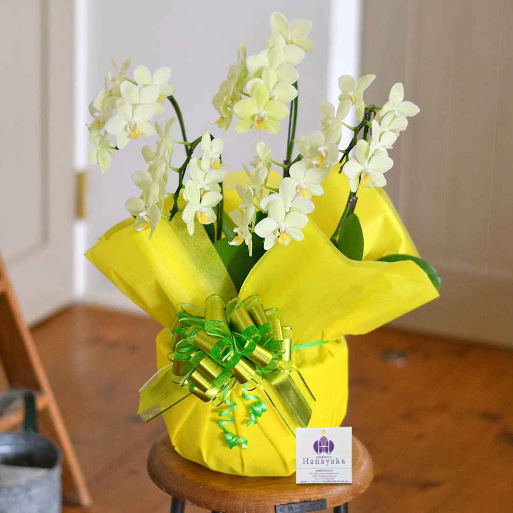 【胡蝶蘭専門店はなやか】 胡蝶蘭 黄色ミディ 5本立ち 【配送不可地域北海道.九州一部.沖縄一部.離島】ギフト 生花 生産直売ラッピング札は『ギフトの設定』をしてください