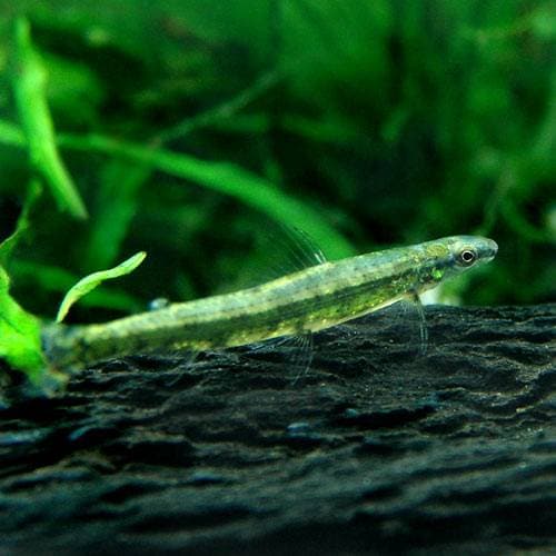 （熱帯魚）グリーンダーター・テトラ（ワイルド）（１匹）　北海道・九州航空便要保温　ＣＲＣ13―20―10―55―00