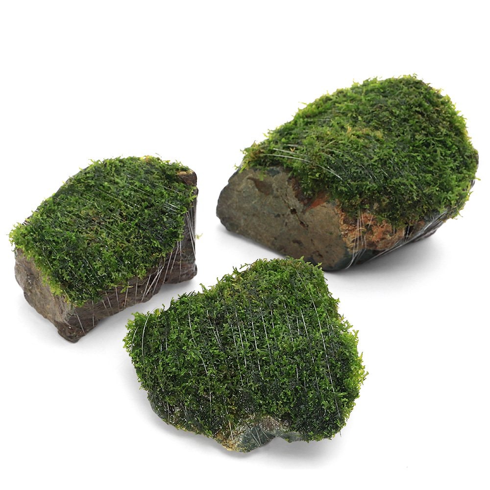 （水草）巻きたて　プレミアムグリーンモス　風山石　Ｓサイズ（約１０ｃｍ）（水中葉）（無農薬）（３個）　ＣＲＣ12―18―35―67―00