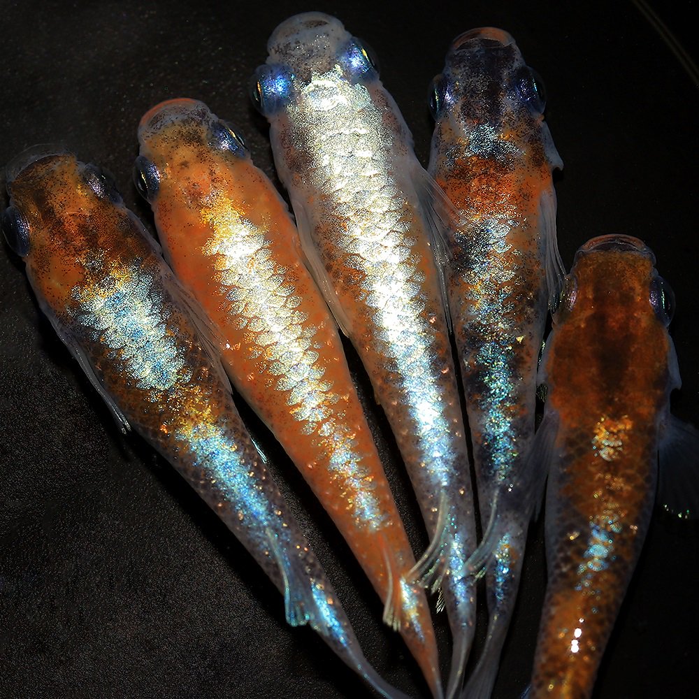 （めだか）朱光菊マリアージュメダカ　メダカ屋サバンナブリード（１ペア）　ＣＲＣ60―20―22―70―20 4,914円