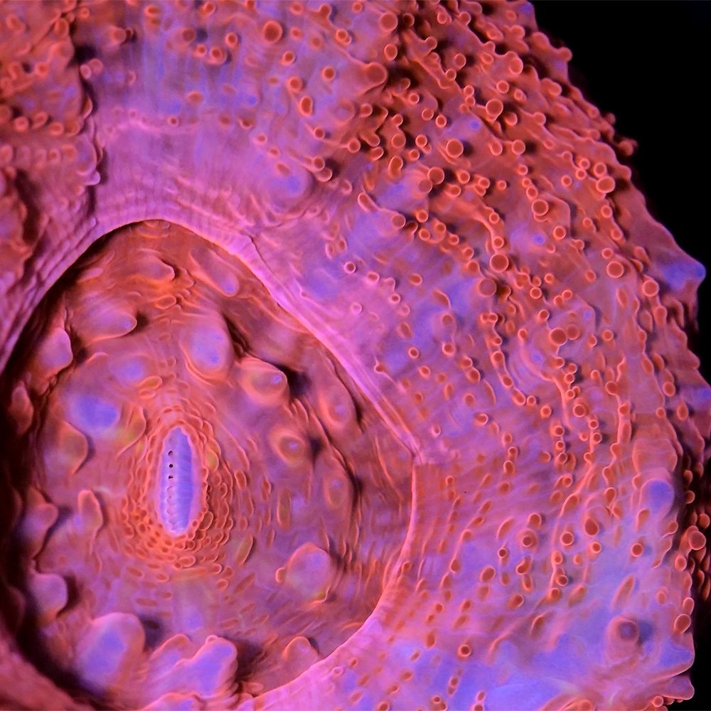 （サンゴ）フラグサンゴ　オーストラリア産　オオトゲキクメイシ　レッド系　ポリカプラグ付き（１個）ｗｈ‐５３　ＣＲＣ26―50―80―00―00