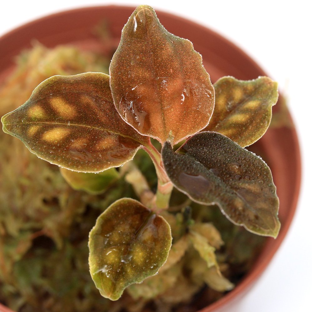 （テラリウム）シストーチス　バリエガータ（１ポット）　ＣＲＣ12―88―30―00―00