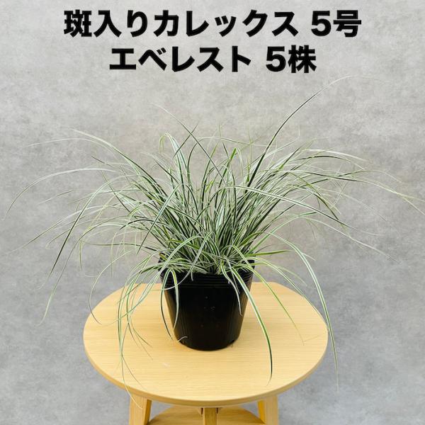 斑入り カレックス オシメンシス エベレスト 5株セット 15cm苗 常緑多年草 グランドカバー カラーリーフ 庭 寄せ植え