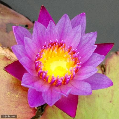 （ビオトープ）睡蓮　熱帯性睡蓮（スイレン）（紫）　パナマパシフィック（１ポット）（ムカゴ種）　ＣＲＣ15―10―23―40―00