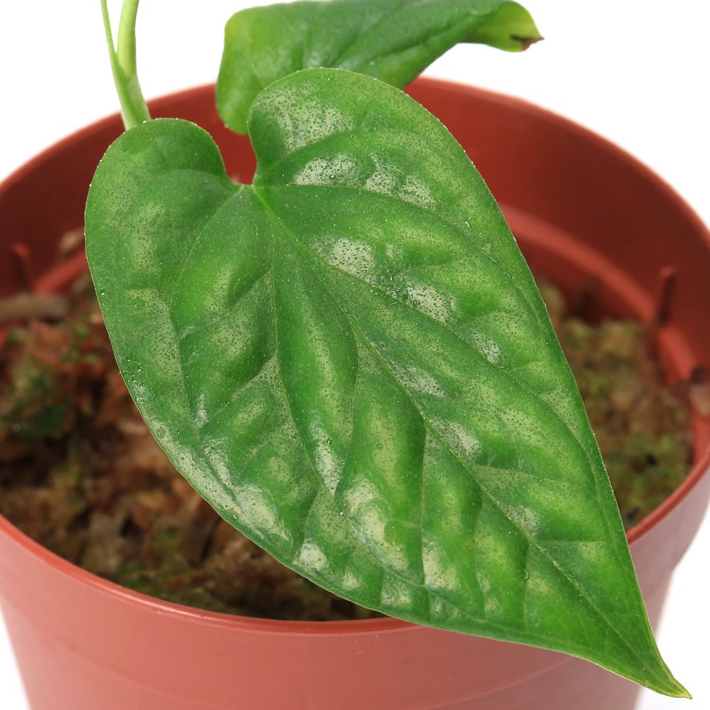 （テラリウム）エピプレムナム　ピナツム　Ｖａｒ．Ｍｅｒａｐｉ（１ポット）　ＣＲＣ12―88―20―00―00