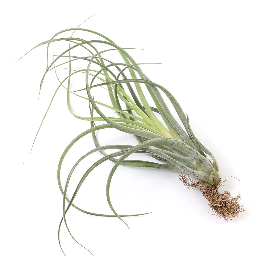 （観葉植物）エアープランツ　チランジア　カプトメドゥーサXコンコロール（１株）　ＣＲＣ15―50―10―00―00