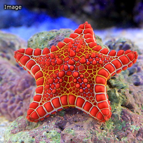 （海水魚）ヒトデ　チェリーブリックドビスケットスター（１匹）　北海道・九州航空便要保温　ＣＲＣ26―77―10―00―00