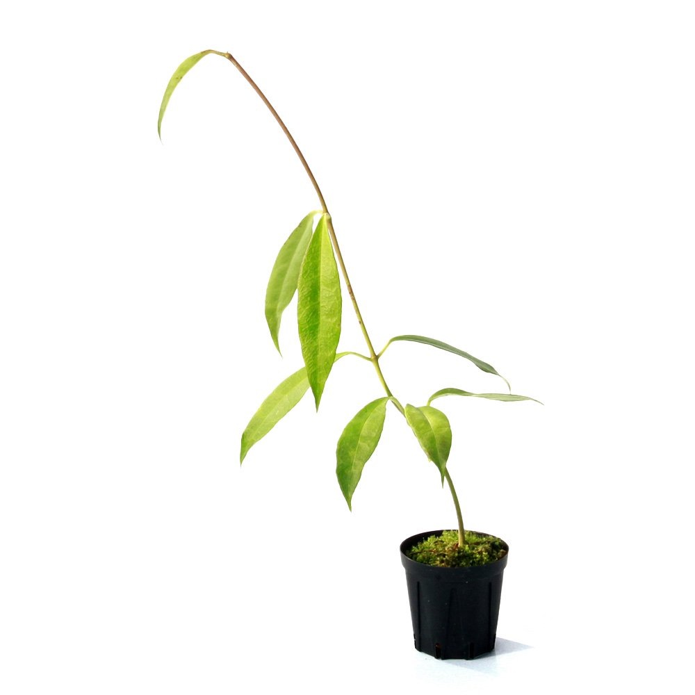 （観葉植物）ホヤ　テロスモイデス　Ｙａｓｉｍ，　Ｐａｇｕｙａｎｇａｎ，　Ｂｒｅｂｅｓ，　Ｃｅｎｔｒａｌ　Ｊａｖａ（１ポット）　ＣＲＣ12―88―01―00―00