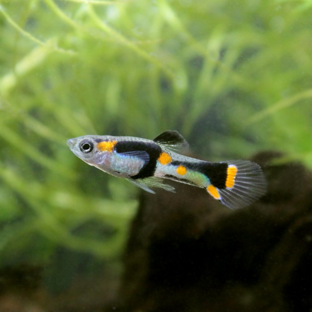 （熱帯魚）エンドラーズ・ライブベアラー　ブラックハット（国産グッピー）（１ペア）　北海道・九州航空便要保温　ＣＲＣ13―12―47―00―00