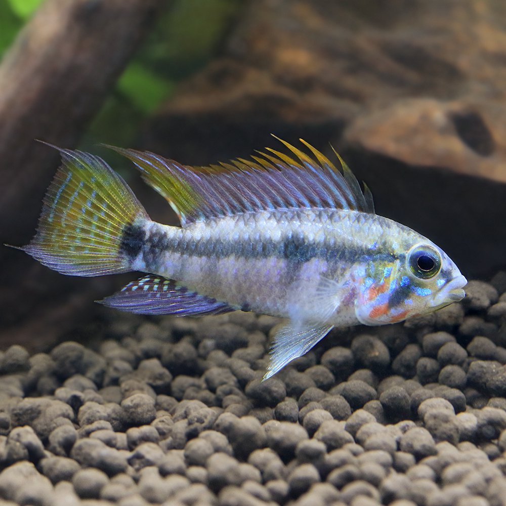 （熱帯魚）アピストグラマｃｆ．ペルソナータ（ワイルド）（１ペア）　北海道・九州航空便要保温　ＣＲＣ13―28―16―00―00