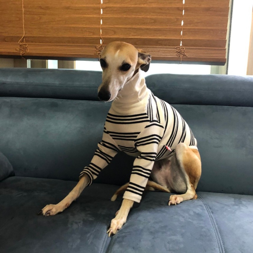 ウィペット服 3XLハイネック ストライプ 長袖Tシャツ 大型犬 春夏秋冬 イタリアングレーハウンド