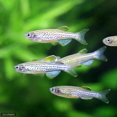 （熱帯魚）レオパード・ダニオ（３０匹）　北海道航空便要保温　ＣＲＣ13―24―35―00―00