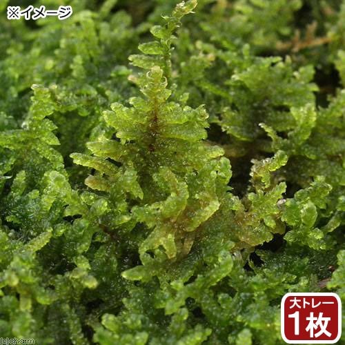 （テラリウム）苔　大トレー　ハイゴケ　大トレー１枚分　４８X３３ｃｍ　ＣＲＣ15―70―20―00―00 4,715円