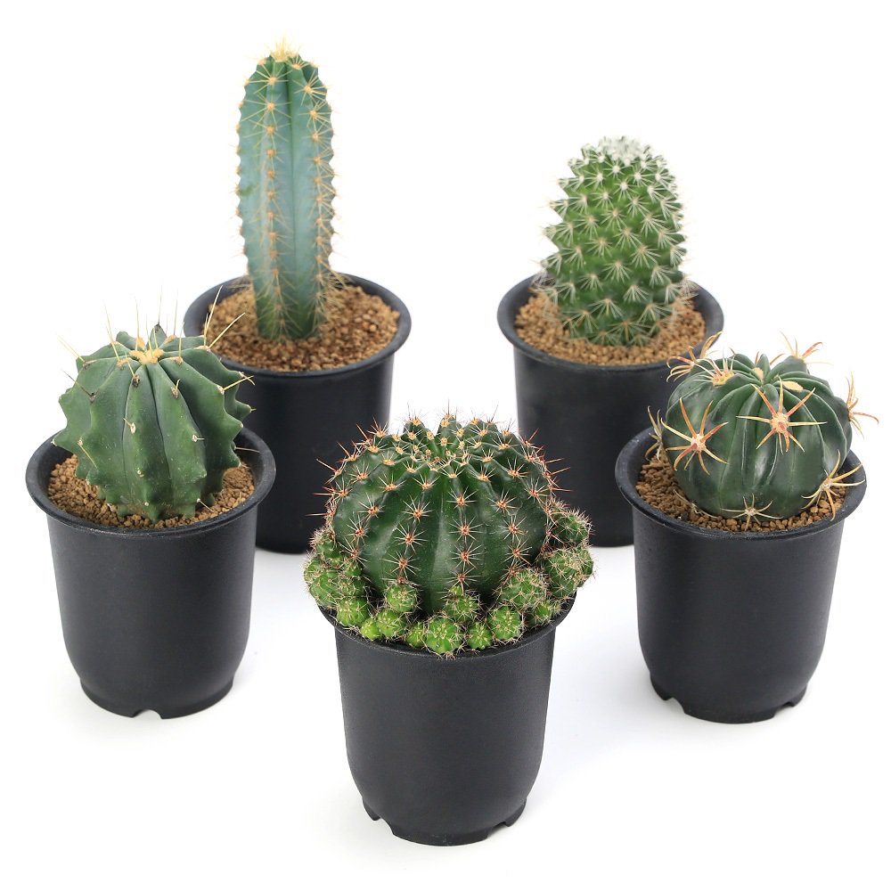 （多肉植物）サボテン　品種おまかせ　３号（５鉢）　ＣＲＣ15―62―95―00―00